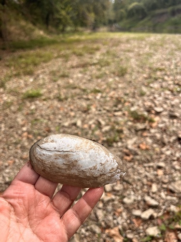 Yellow Sandshell