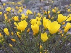 Linum ucranicum