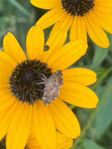 Spotted Beet Webworm Moth