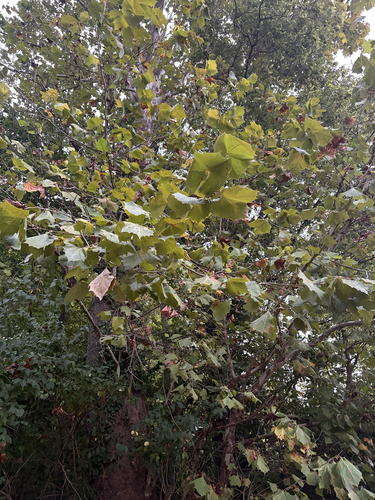 American sycamore