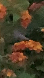 Five-spotted Hawk Moth