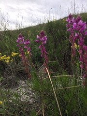Polygala cretacea