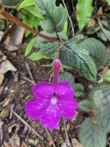 Achimenes grandiflora