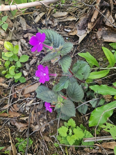 Achimenes grandiflora, photograph 2