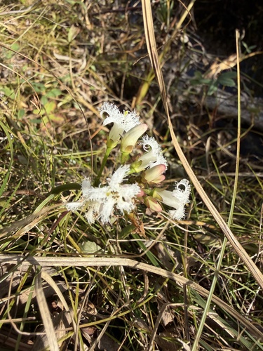 Bogbean