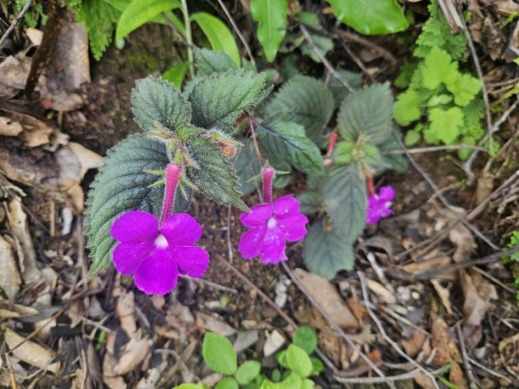 Achimenes grandiflora; photograph (c) Francisco Emilio Roldán Velasco, some rights reserved (CC BY)