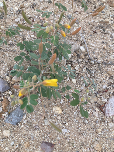 Coues' senna