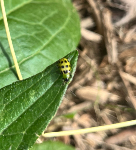 Spotted Cucumber Beetle