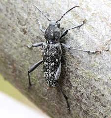Xylotrechus rusticus