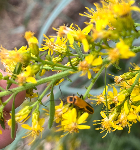 Goldenrod Soldier Beetle