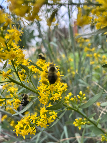 Common Eastern Bumble Bee