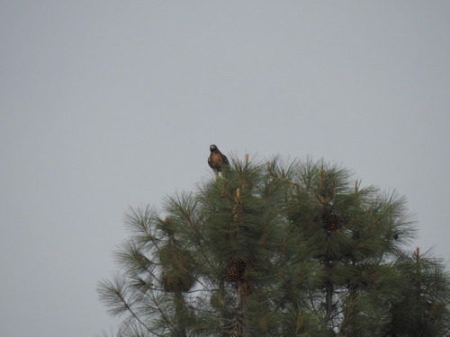 Red-tailed Hawk