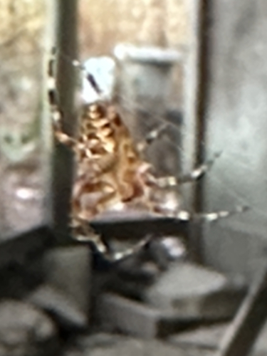 Cross Orbweaver