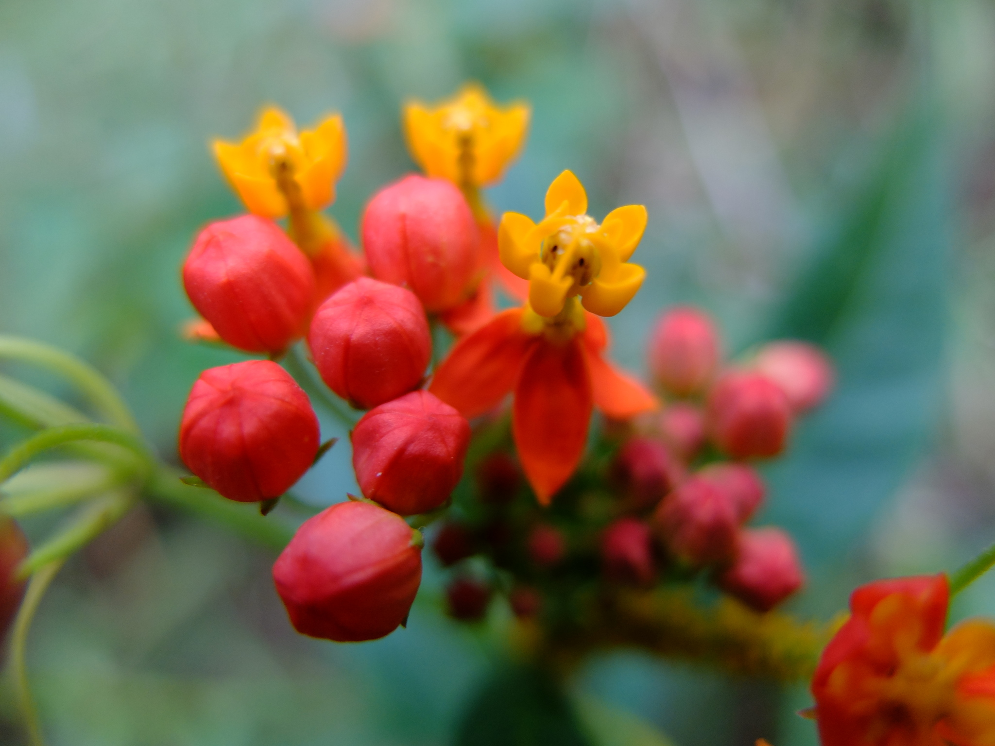 Asclepias image
