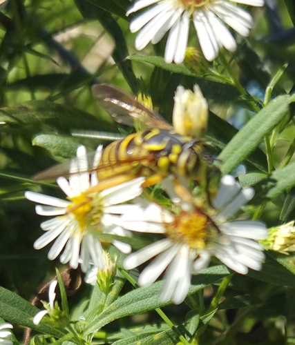 Eastern Hornet Fly