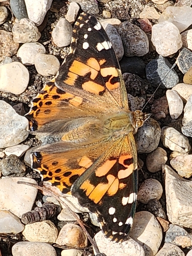 Painted Lady