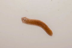 Girardia tigrina