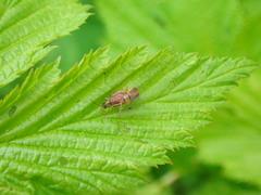 Galerucella tenella