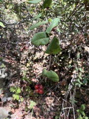 Lonicera hispidula