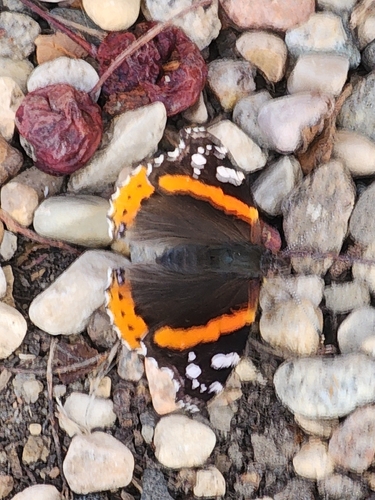 Red Admiral