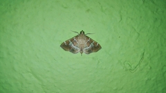 Hymenia perspectalis