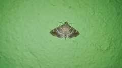 Hymenia perspectalis