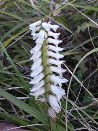 Great Plains Ladies' Tresses