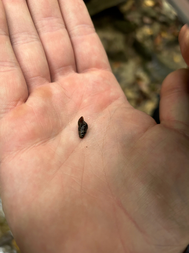Elimia proxima observed 2026-09-23