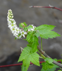 Ribes hudsonianum petiolare