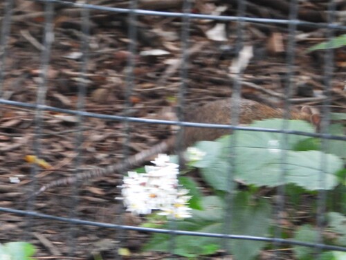 Rat photographed near here on 2026-09-21