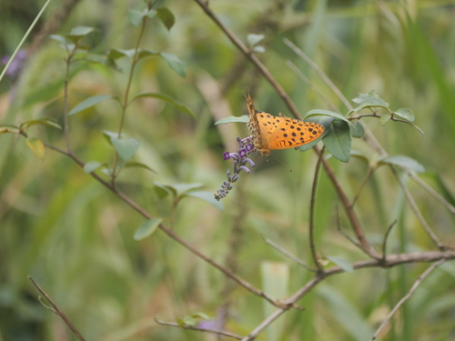 Tropical Fritillary
