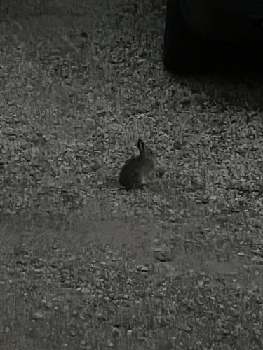 Mountain Cottontail