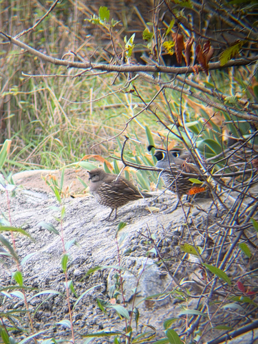 California Quail