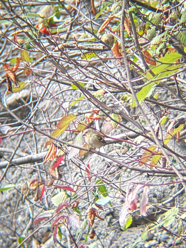 American Goldfinch