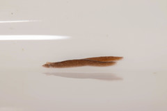 Girardia tigrina