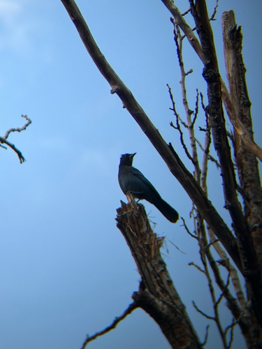 Steller's Jay