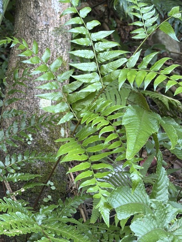 Gymnosphaera podophylla observed 2026-09-24