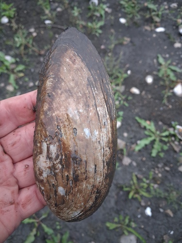 Black Sandshell