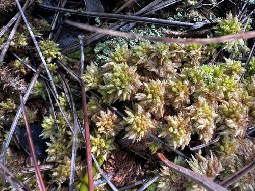 Sphagnum perichaetiale observed 2026-09-17