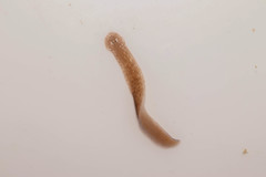 Girardia tigrina
