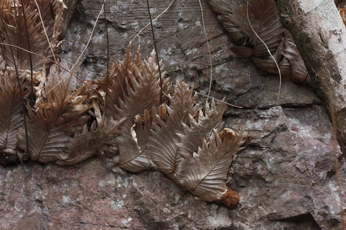 Drynaria quercifolia