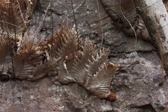 Drynaria quercifolia