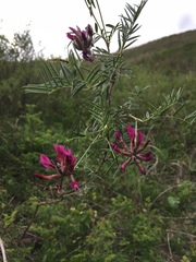 Astragalus cornutus