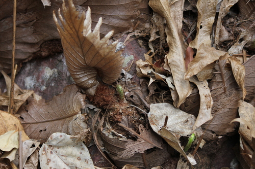 Drynaria quercifolia, photograph 1