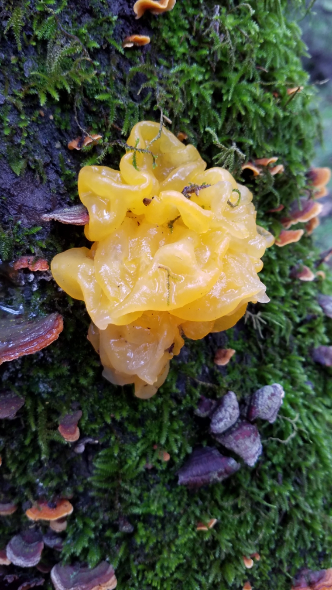 Tremella aurantia image