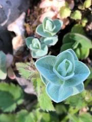 Hypericum tomentosum
