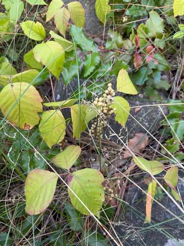 western poison ivy