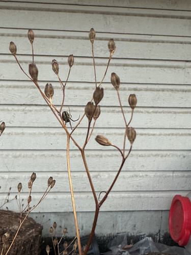 Lapsana communis, photograph 3