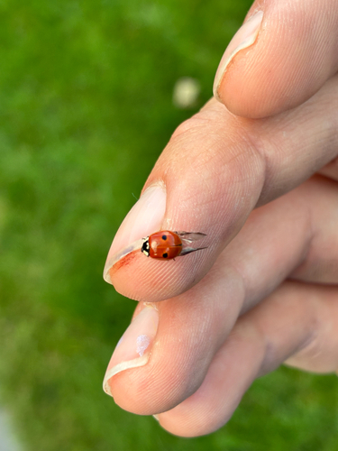 Two-spotted Lady Beetle