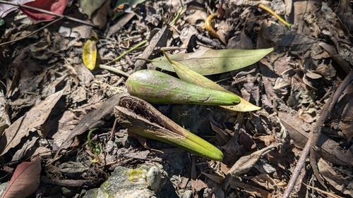 Anodendron affine observed 2026-09-24